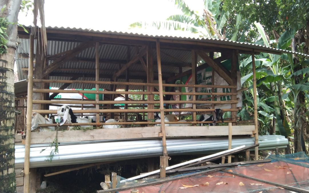 Pembuatan Kandang Kambing Tahap 100% Desa Gondang